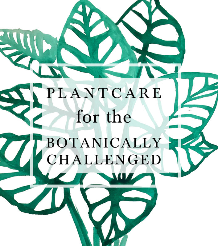 Plantcare for the botanically challenged