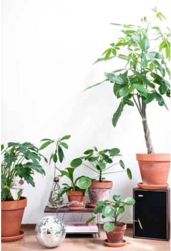 6 reasons to get houseplants now - # 06 Plants are pretty | photograph by Wonderwoud
