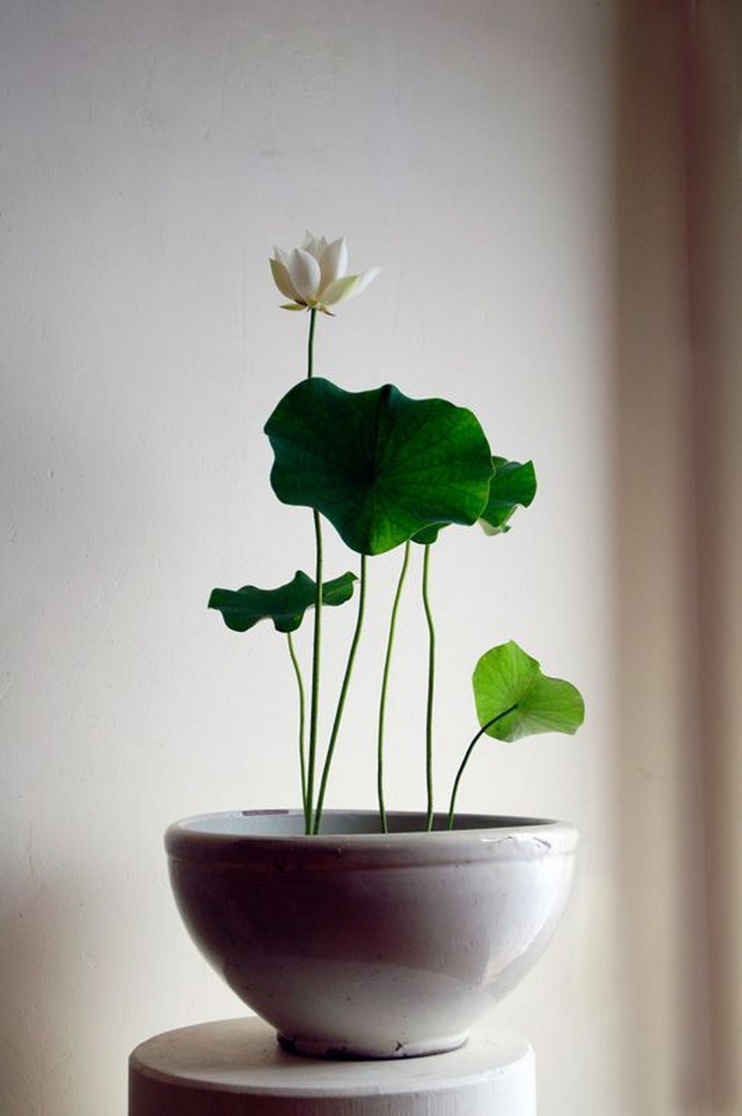 6 reasons to get houseplants now - # 06 Plants are pretty | photograph via onechitecture