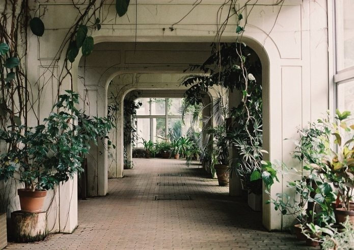 6 reasons to get houseplants now - # 06 Plants are pretty | Inokashire Park Zoo / photograph by Meiko Film