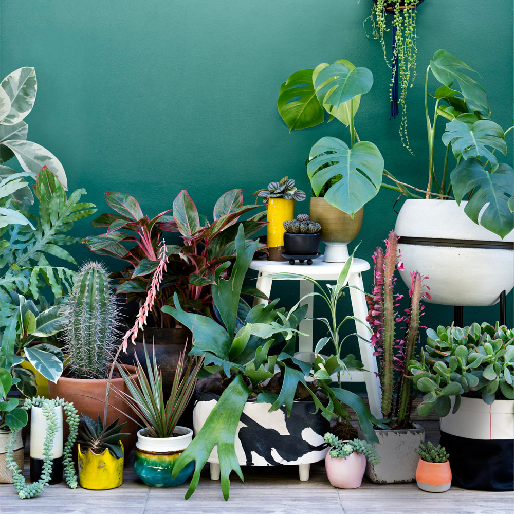 6 Reasons to get houseplants now | photograph by Urban Jungle Bloggers