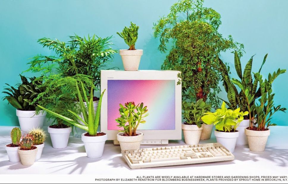 6 reasons to get houseplants now - # 03 Plants make you smart | photograph by Bloomberg