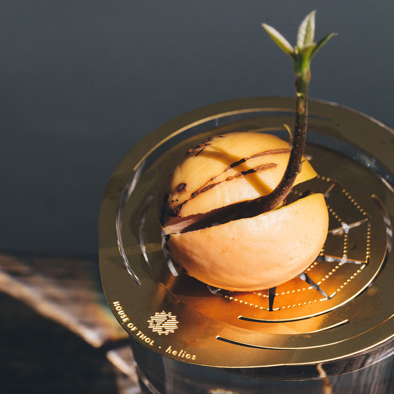 The Germination game: How to start your Avocado pit