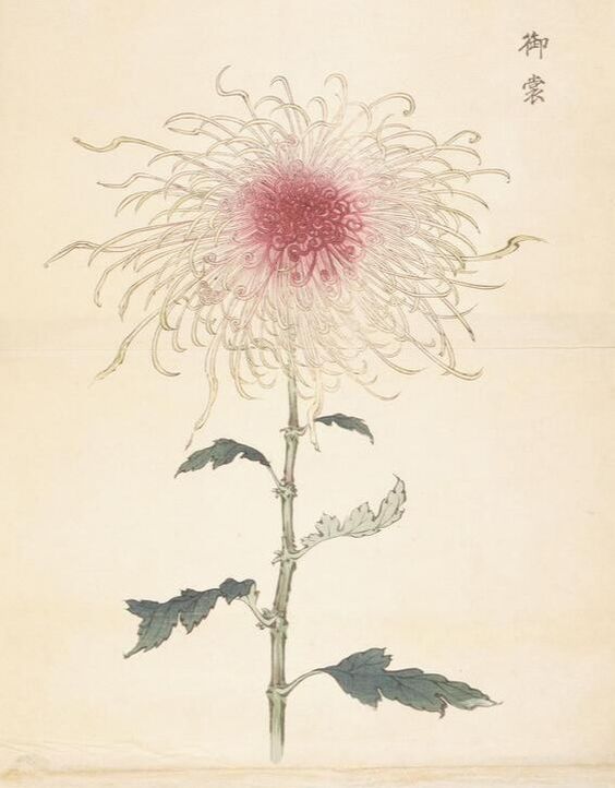 Woodblock print by Keika Hasegawa - part of 'One hundred Chrysanthemums' project || The Three-week golden Flower: Chrysanthemum history, types and care // blogpost by House of Thol