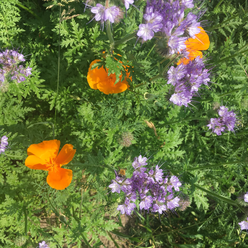 wildflowers in the garden, summer of 2019 / House of Thol