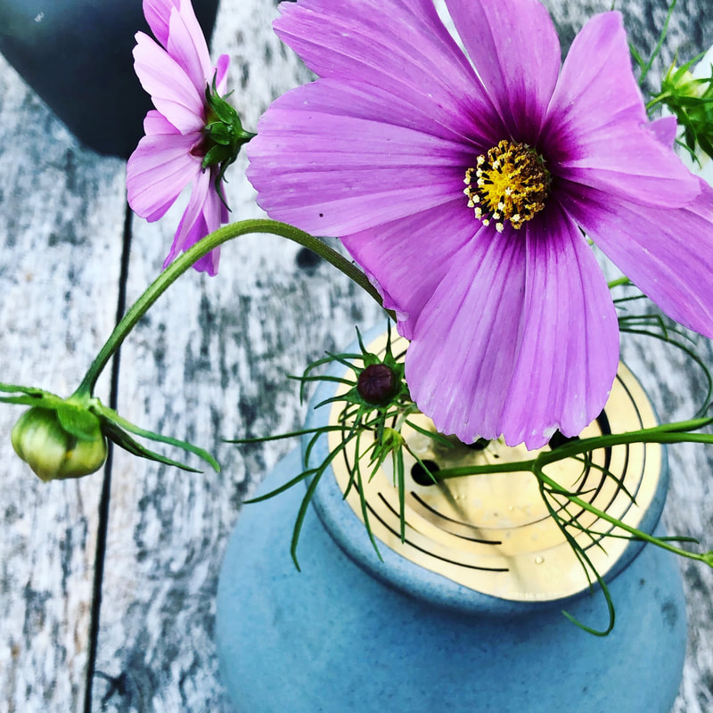 Cosmos: the fairy flower from your own garden // care tips