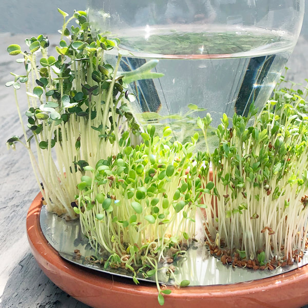 Patella Crescenda - grow your own fresh micro greens year round / design by House of Thol - photography House of Thol