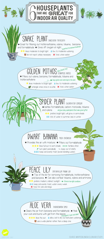 6 plants that are great for indoor air quality