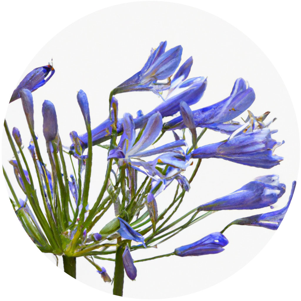 Agapanthus // Year-round sustainable flower calendar by House of Thol