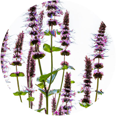 Agastache // Year-round sustainable flower calendar by House of Thol