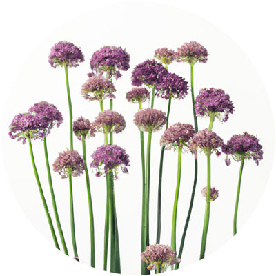 Allium // Year-round sustainable flower calendar by House of Thol
