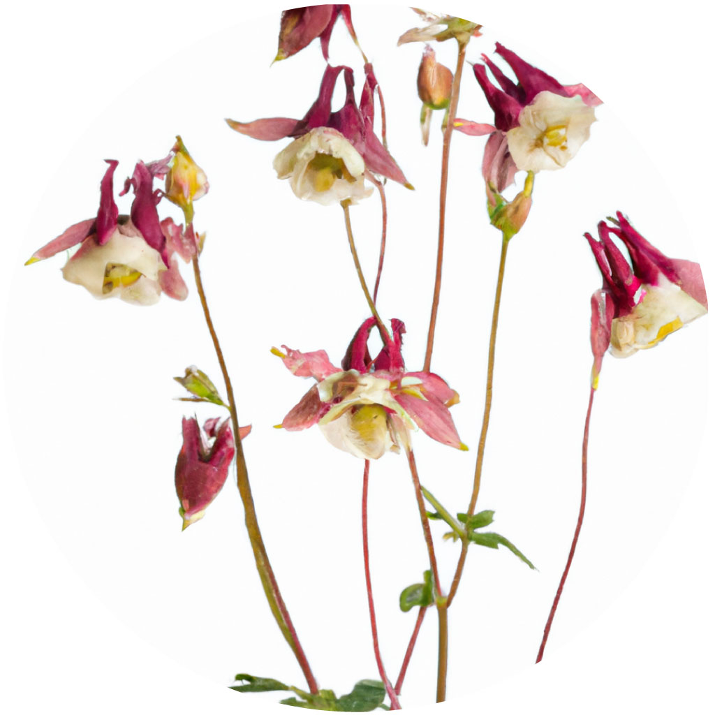 Aquilegia // Year-round sustainable flower calendar by House of Thol