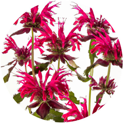Bee Balm // Year-round sustainable flower calendar by House of Thol