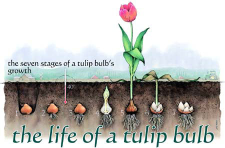 All about tulips and keeping them fresh for longer / the seven stages of tulip growth via Tulips.com