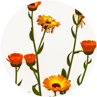 Calendula // Year-round sustainable flower calendar by House of Thol