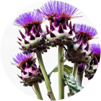 Cardoon // Year-round sustainable flower calendar by House of Thol