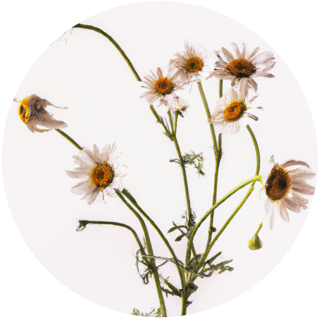 Chamomile // Year-round sustainable flower calendar by House of Thol