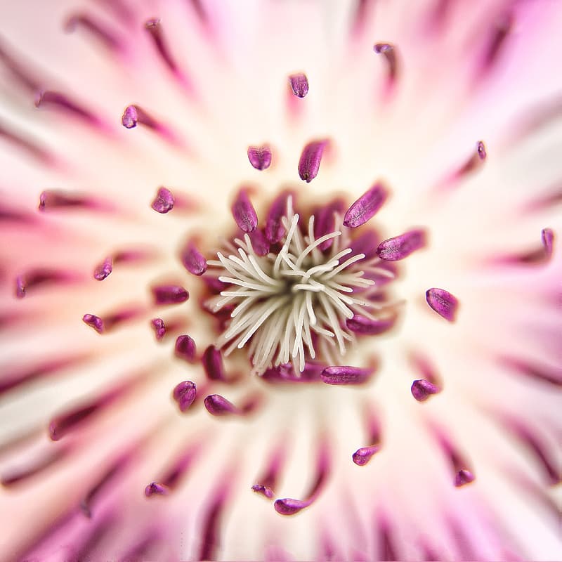 Fall flower: Chrysanthemum