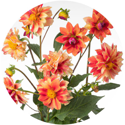 Dahlia // Year-round sustainable flower calendar by House of Thol
