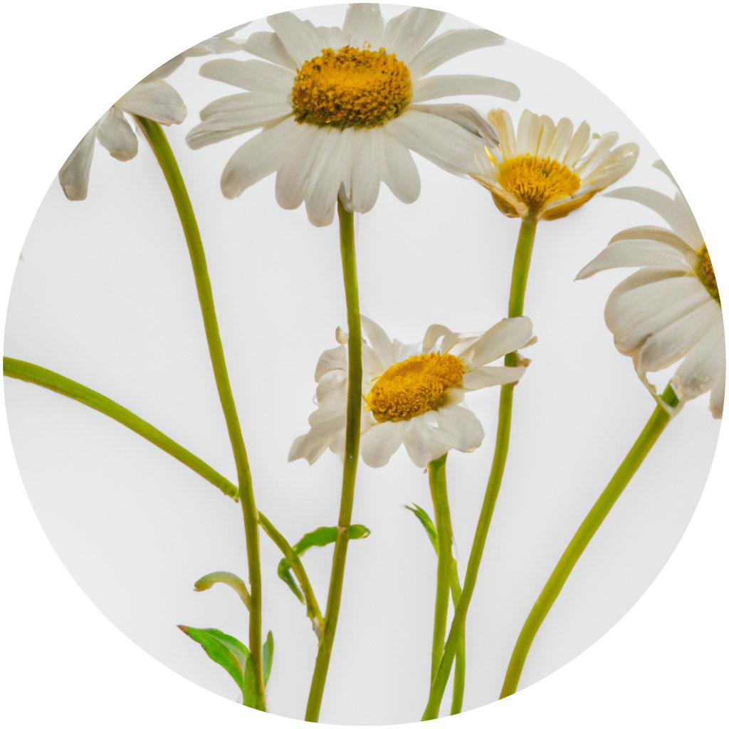 Daisy // Year-round sustainable flower calendar by House of Thol