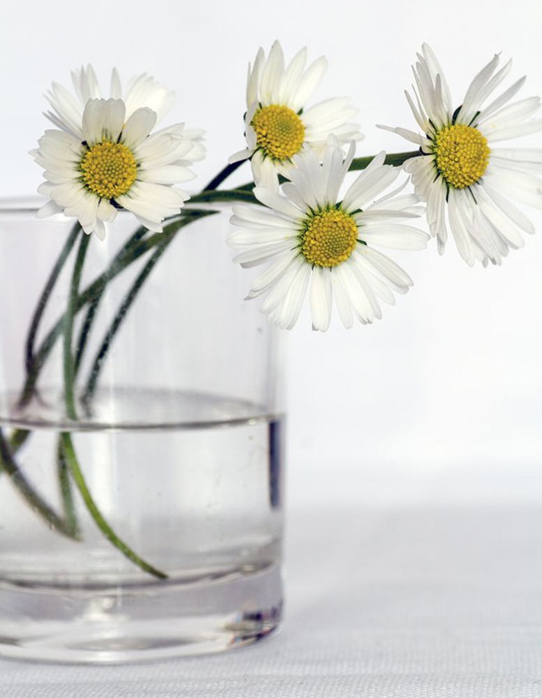 A Rookie's guide to flower care by House of Thol - 9 steps to keep your flowers fresh for longer