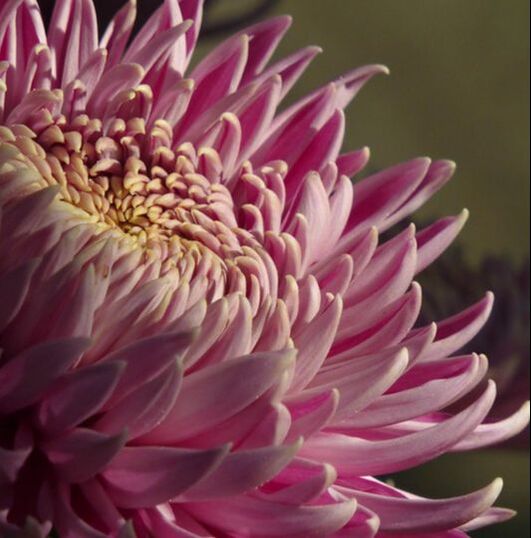 The Three-week golden Flower: Chrysanthemum history, types and care // blogpost by House of Thol