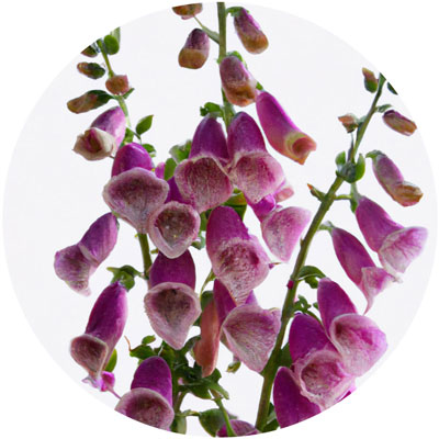 Foxglove // Year-round sustainable flower calendar by House of Thol