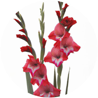 Gladiolus // Year-round sustainable flower calendar by House of Thol