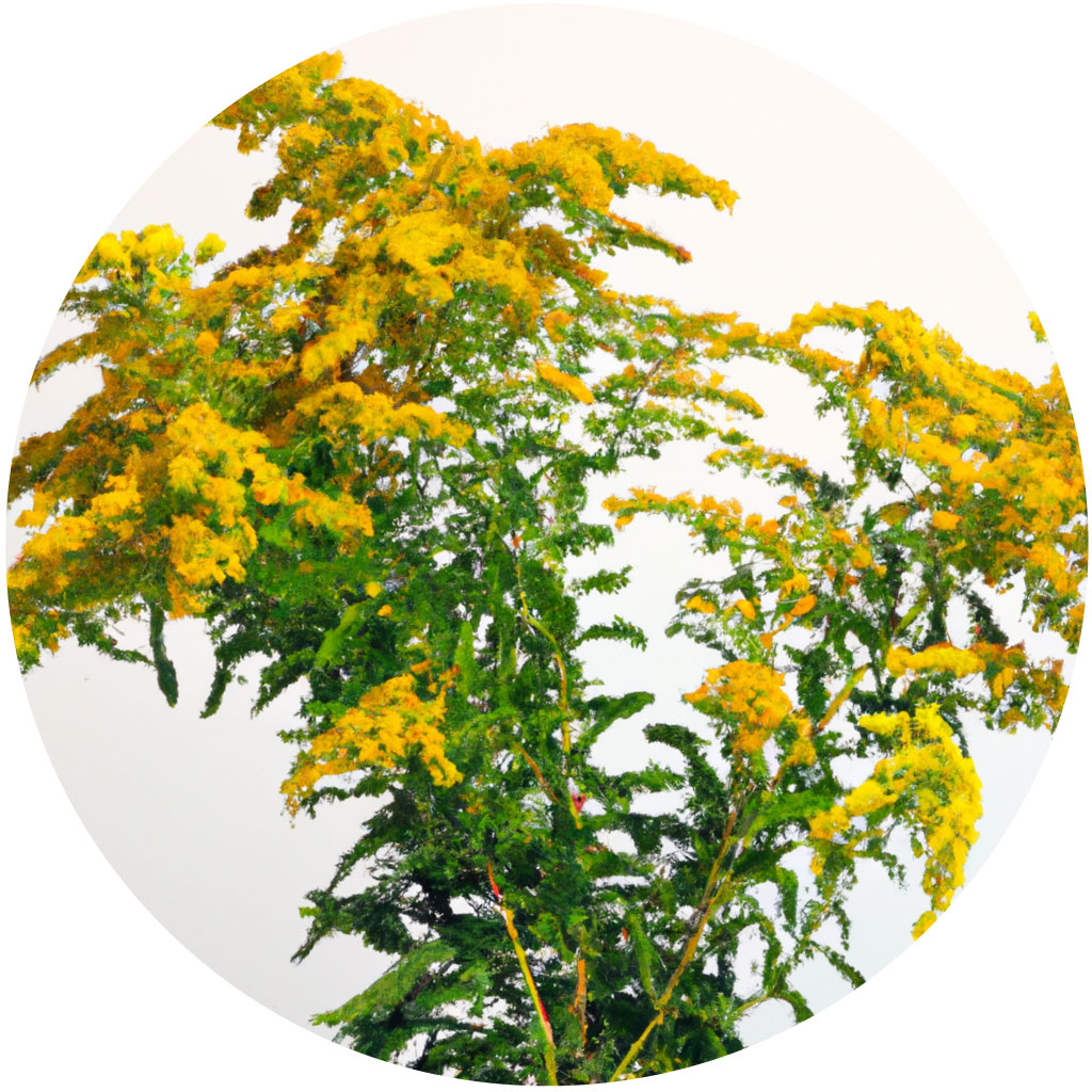 Goldenrod // Year-round sustainable flower calendar by House of Thol