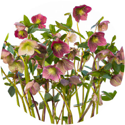 Hellebore // Year-round sustainable flower calendar by House of Thol