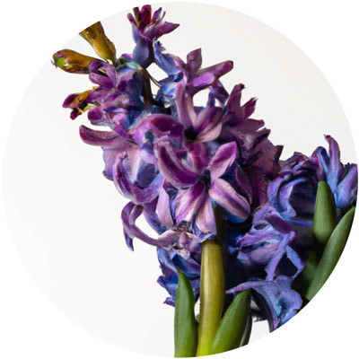 Hyacinth // Year-round sustainable flower calendar by House of Thol