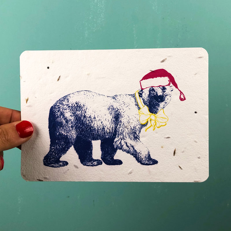 Winter Bear growing card by House of Thol / photograph by House of Thol