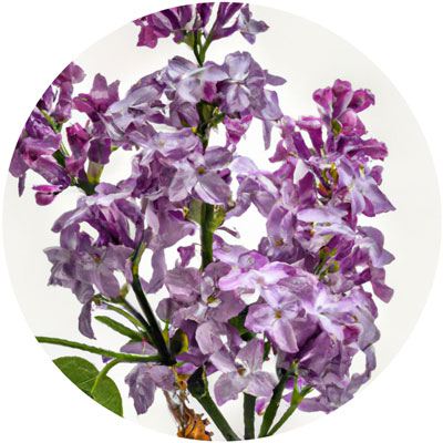 Lilac // Year-round sustainable flower calendar by House of Thol