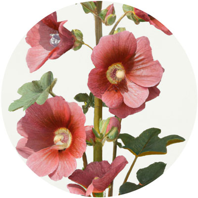 Mallow // Year-round sustainable flower calendar by House of Thol