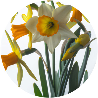 Narcissus // Year-round sustainable flower calendar by House of Thol