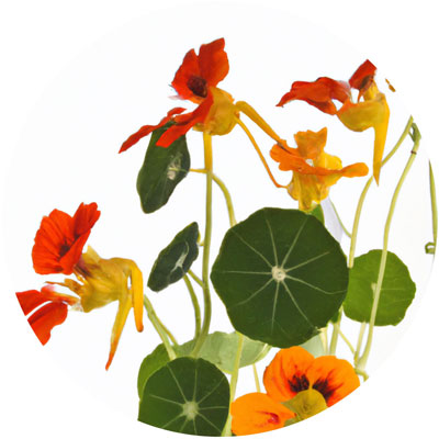 Nasturtium // Year-round sustainable flower calendar by House of Thol