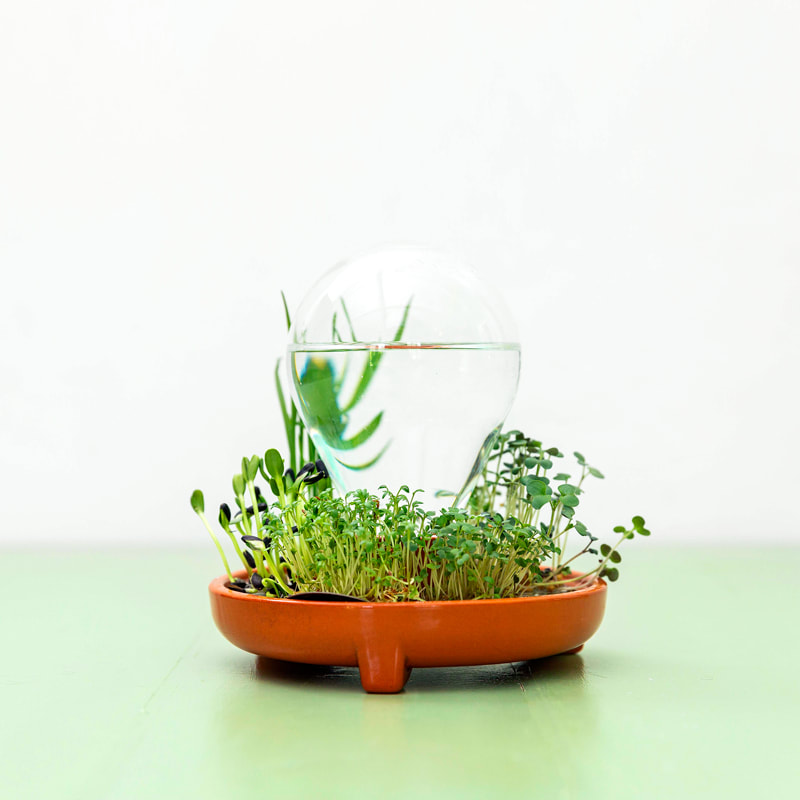 Patella Crescenda - grow your own fresh micro greens year round / design by House of Thol - photography Gaav Content