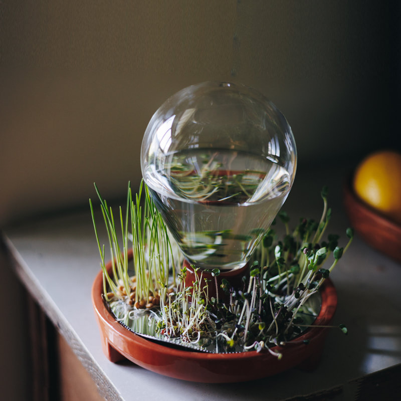 Patella Crescenda - grow your own fresh micro greens year round / design by House of Thol - photography Masha Bakker