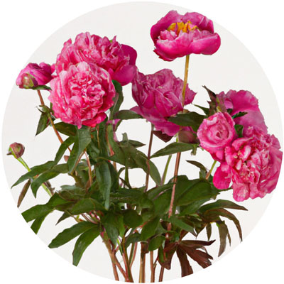 Peony // Year-round sustainable flower calendar by House of Thol
