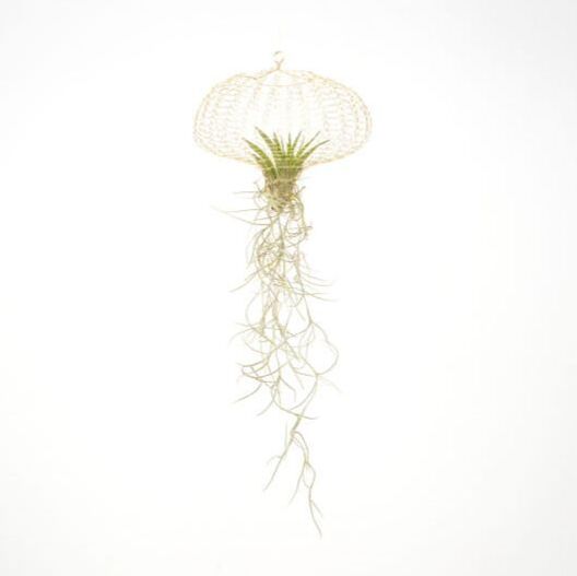 Air Planting by Carolijn Slottje | House of Thol 'Get it at the Creatives' gift guide