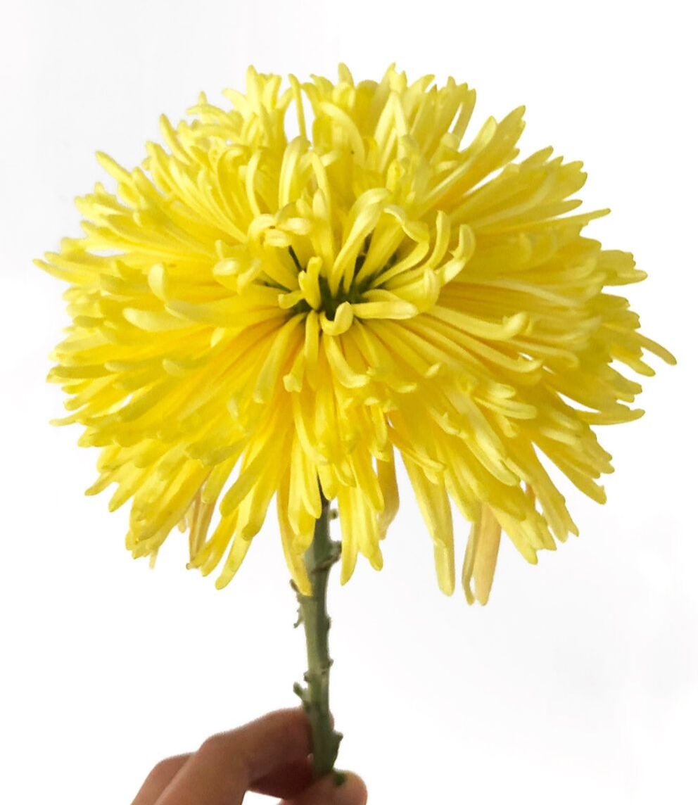 The Three-week golden Flower: Chrysanthemum history, types and care // blogpost by House of Thol