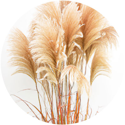 Silver Grass // Year-round sustainable flower calendar by House of Thol