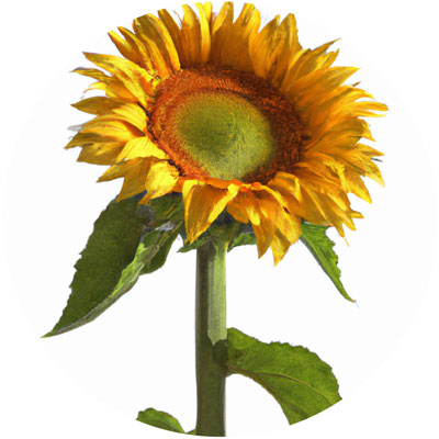 Sunflower // Year-round sustainable flower calendar by House of Thol