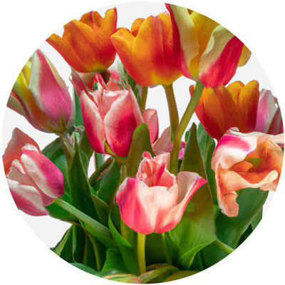 Tulip // Year-round sustainable flower calendar by House of Thol