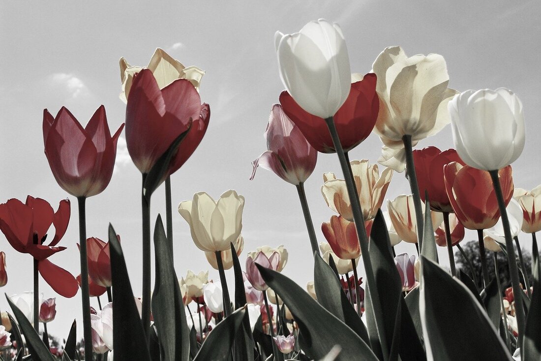 All about tulips and keeping them fresh for longer / image by Wolfgang Brauner via Pixabay