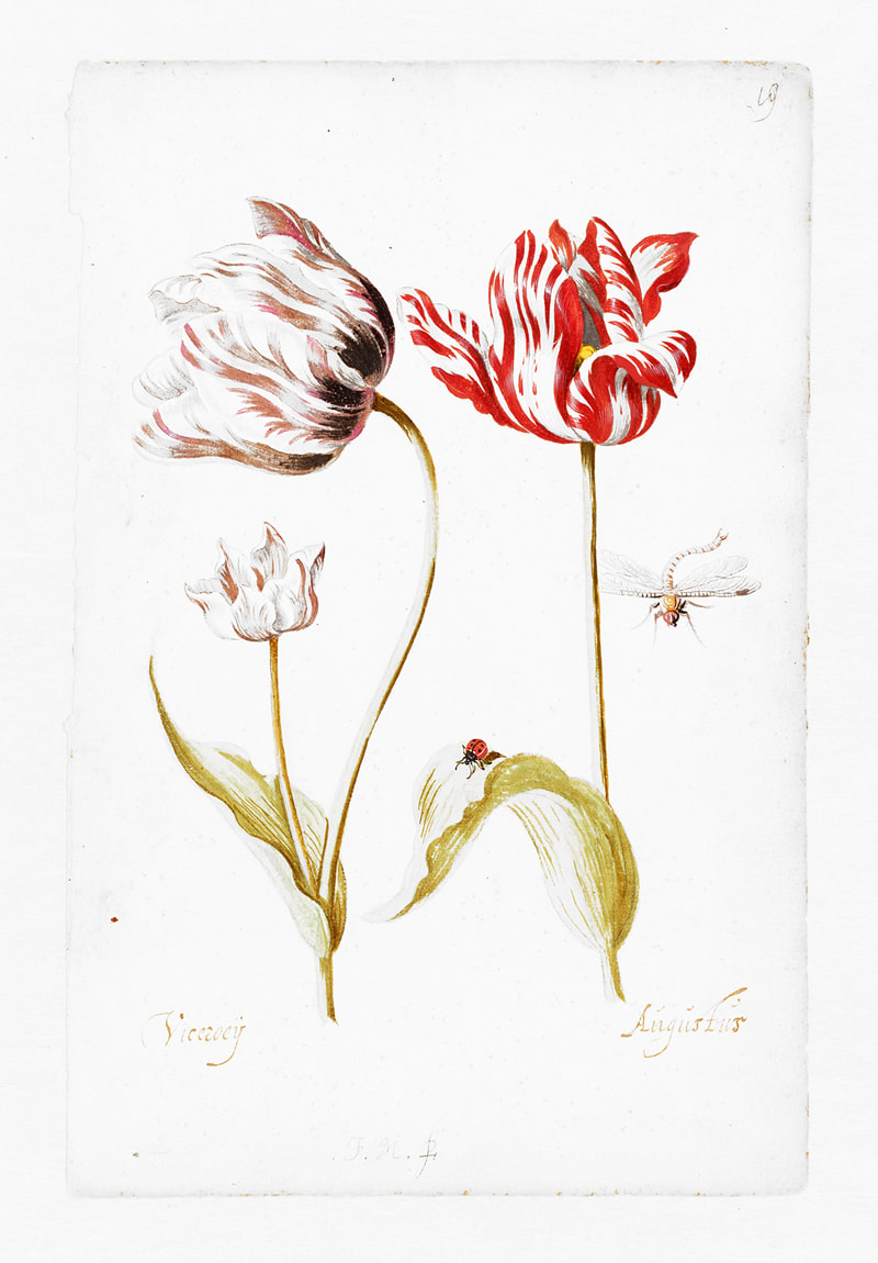 All about tulips and keeping them fresh for longer // Two tulips by Jacob Marrel / Via Rijksstudio