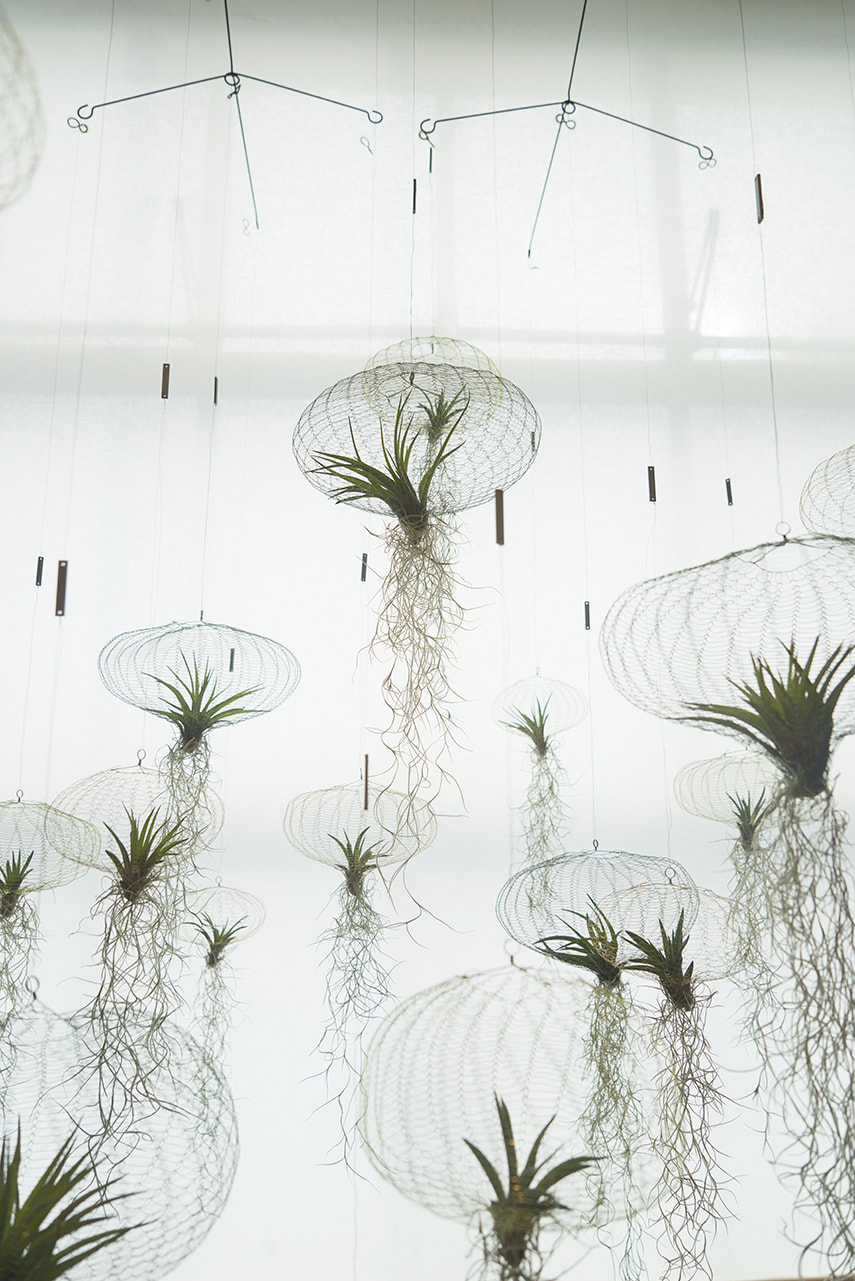 We almost missed this - we're part of the Urban Jungle Bloggers green round up for DDW 2017 | photograph of Carolijn Slottjes Airplants by Urban Jungle Bloggers