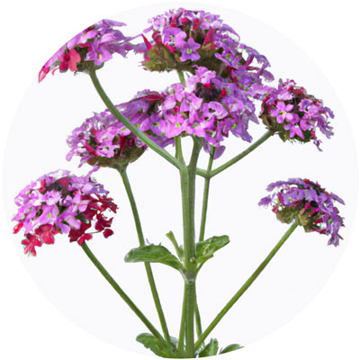 Verbena // Year-round sustainable flower calendar by House of Thol