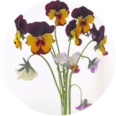 Viola // Year-round sustainable flower calendar by House of Thol
