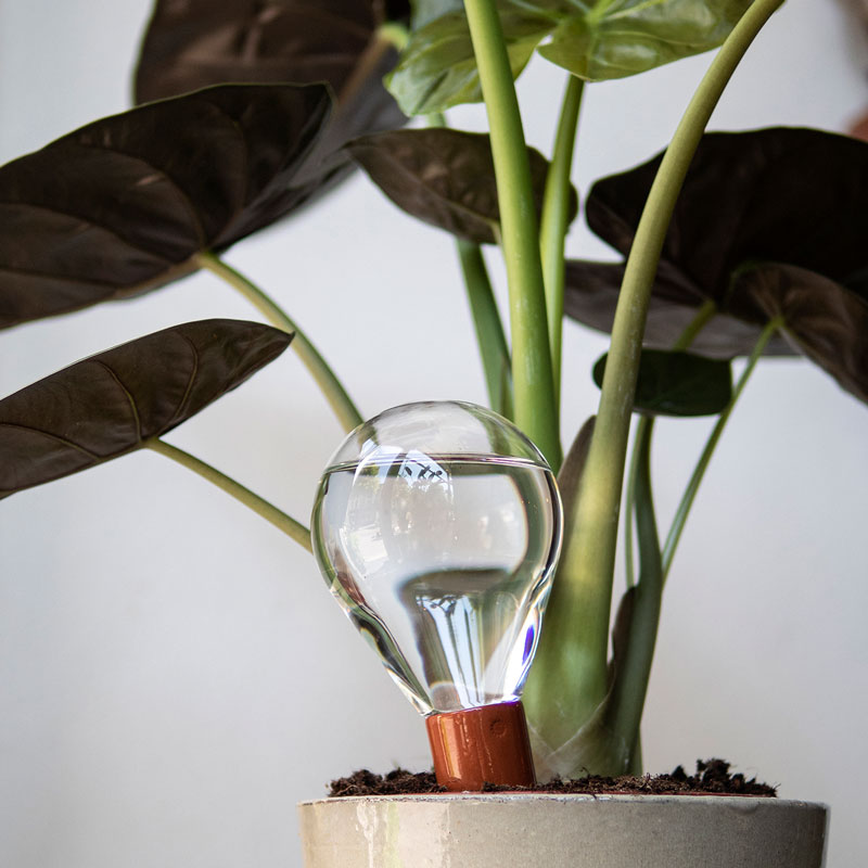 Water Globe for Plants - Waterworks - Eco friendly products -photograph by Wonderwoud